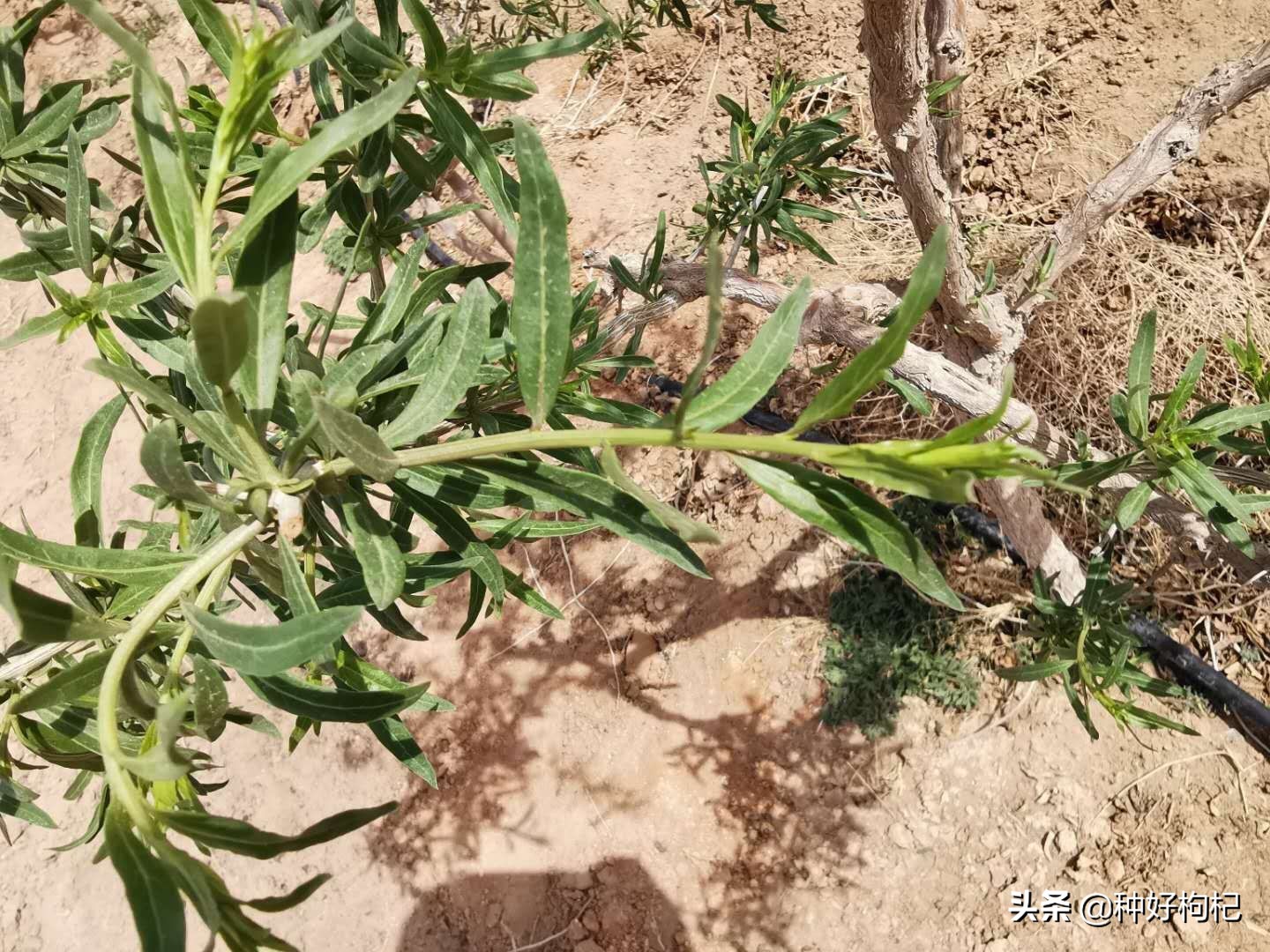 植物粉虱蚜虫怎么处理,如何区别蚜虫与木虱