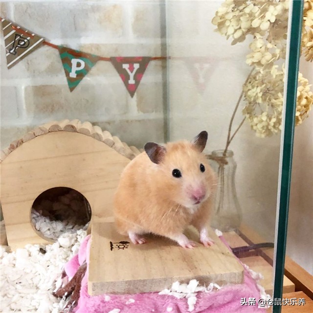 仓鼠吃饭但是不喝水怎么办,要是仓鼠不吃粮食也不吃饭怎么办