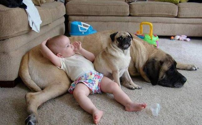 怀孕狗狗必须要打弓形虫吗,怀孕真的不能养狗吗