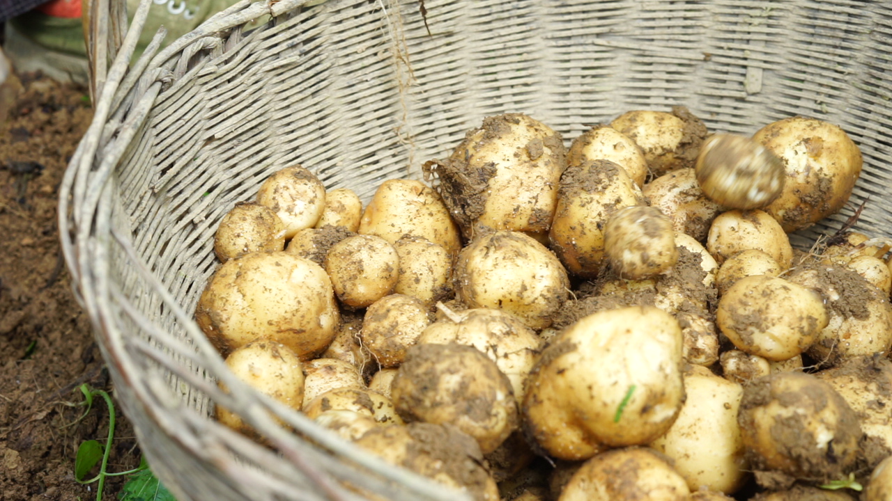 恩施炕洋芋的视频,恩施炕土豆特产视频