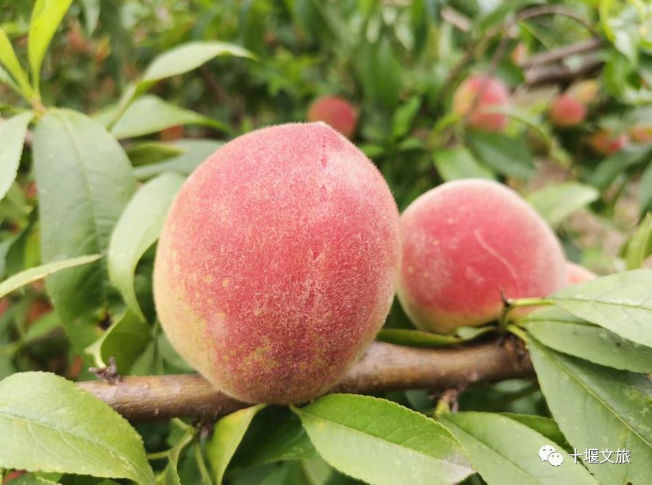 十堰新鲜采摘桃,十堰西沟桃子