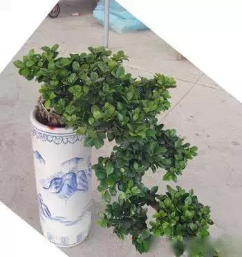 献给那些养花每次都养死的人文案,一直养死花但从未放弃养花