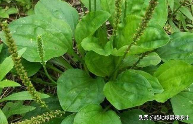 农村常见的野花野草哪些是能吃的,儿时在农村最常见的野花野草