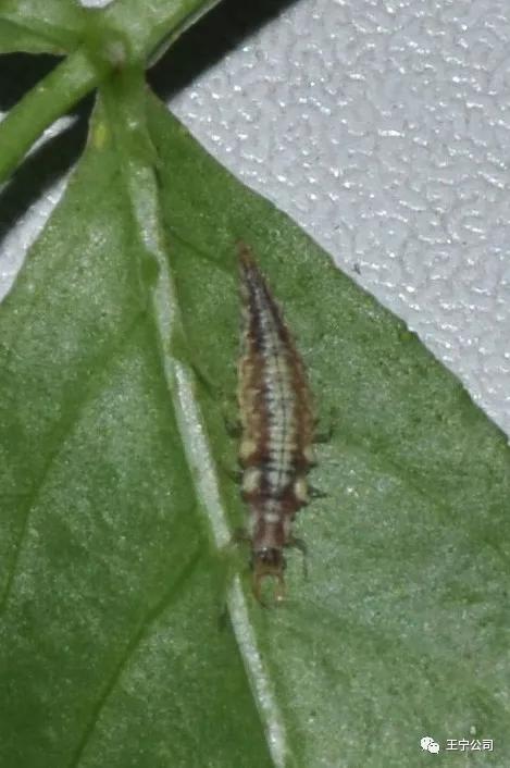 夏播玉米虫害图片大全,玉米虫害图谱高清大图