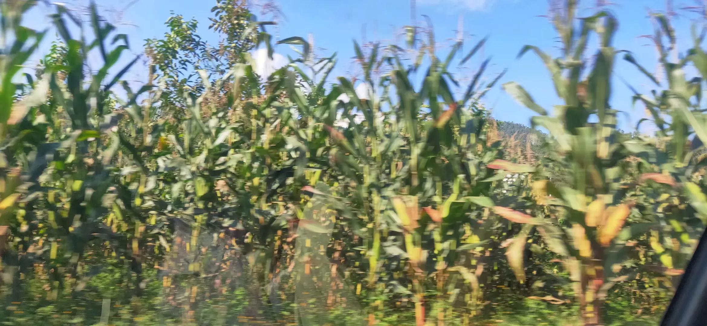 自驾云南大理到贵州旅游攻略,自驾昆明大理丽江攻略