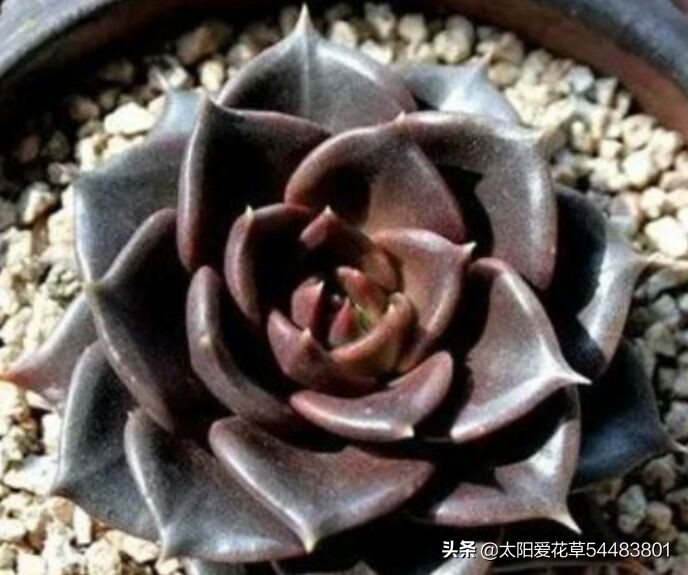 黑王子怎么养护多肉,多肉植物黑王子怎么养护视频讲解