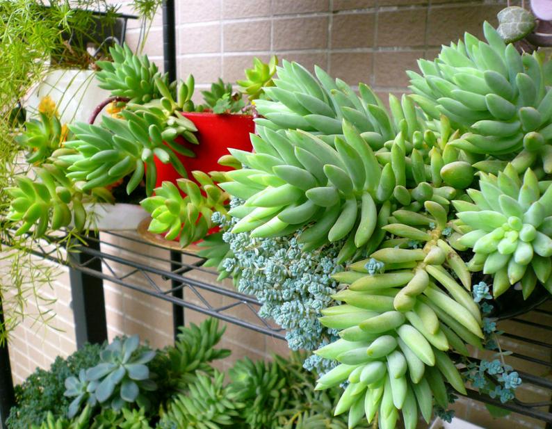 千佛手叶插苗怎么养,多肉千佛手的养殖方法和注意事项