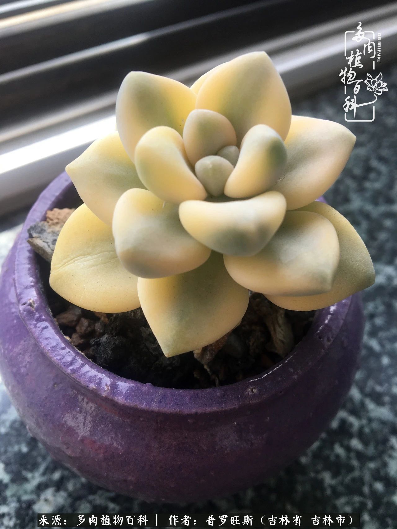 日日勤服侍，日日勤拂拭！服侍花儿，就是拂拭心灵