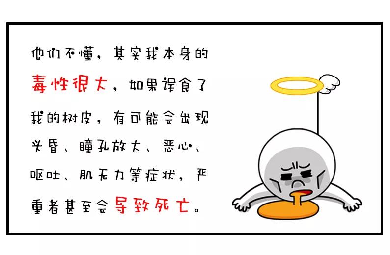 一棵红豆杉图片,一棵红豆杉