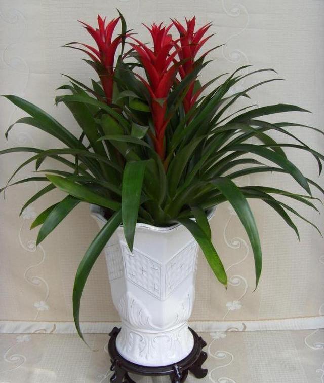 鸿运当头叶子干枯什么原因,鸿运当头叶子干枯怎么回事