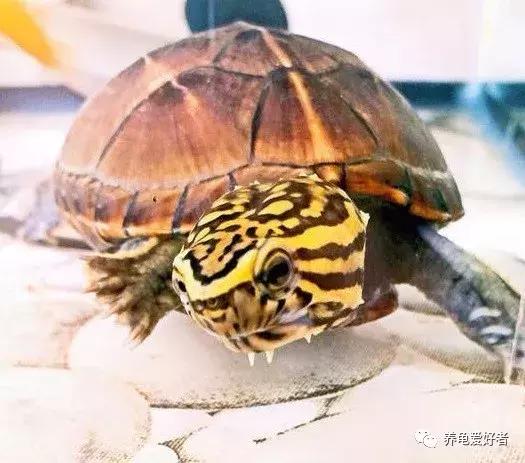 龟冬眠以后几月份开始进食,小青龟冬眠多久开始清肠