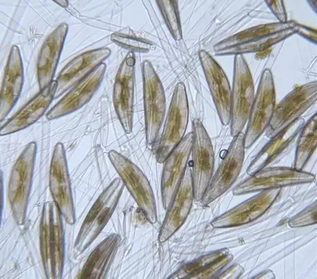 水产养殖业藻类的生命周期,水产养殖常见藻类植物