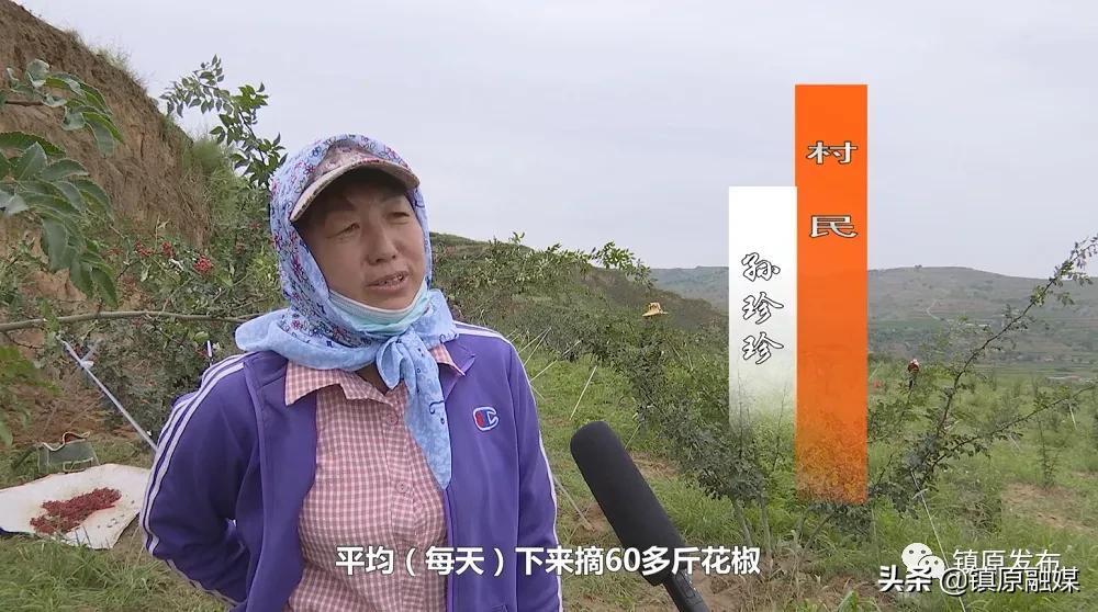 襄汾花椒映红致富路,陇南武都小康路上花椒红