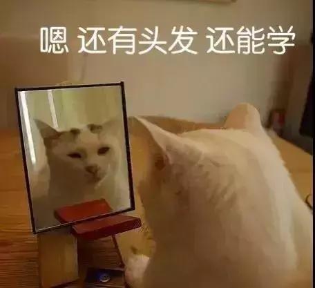 猫咪生病不吃东西只喝水怎么办,猫咪铲屎官的5种表现