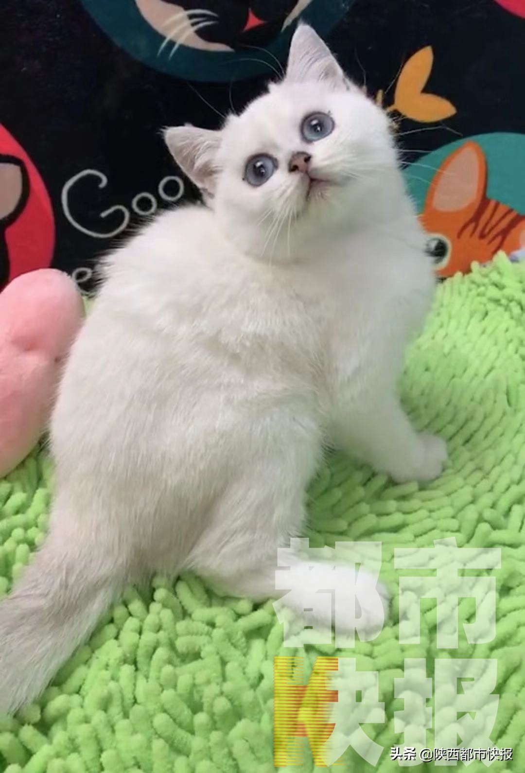 uu跑腿帮送宠物,uu跑腿宠物店订单