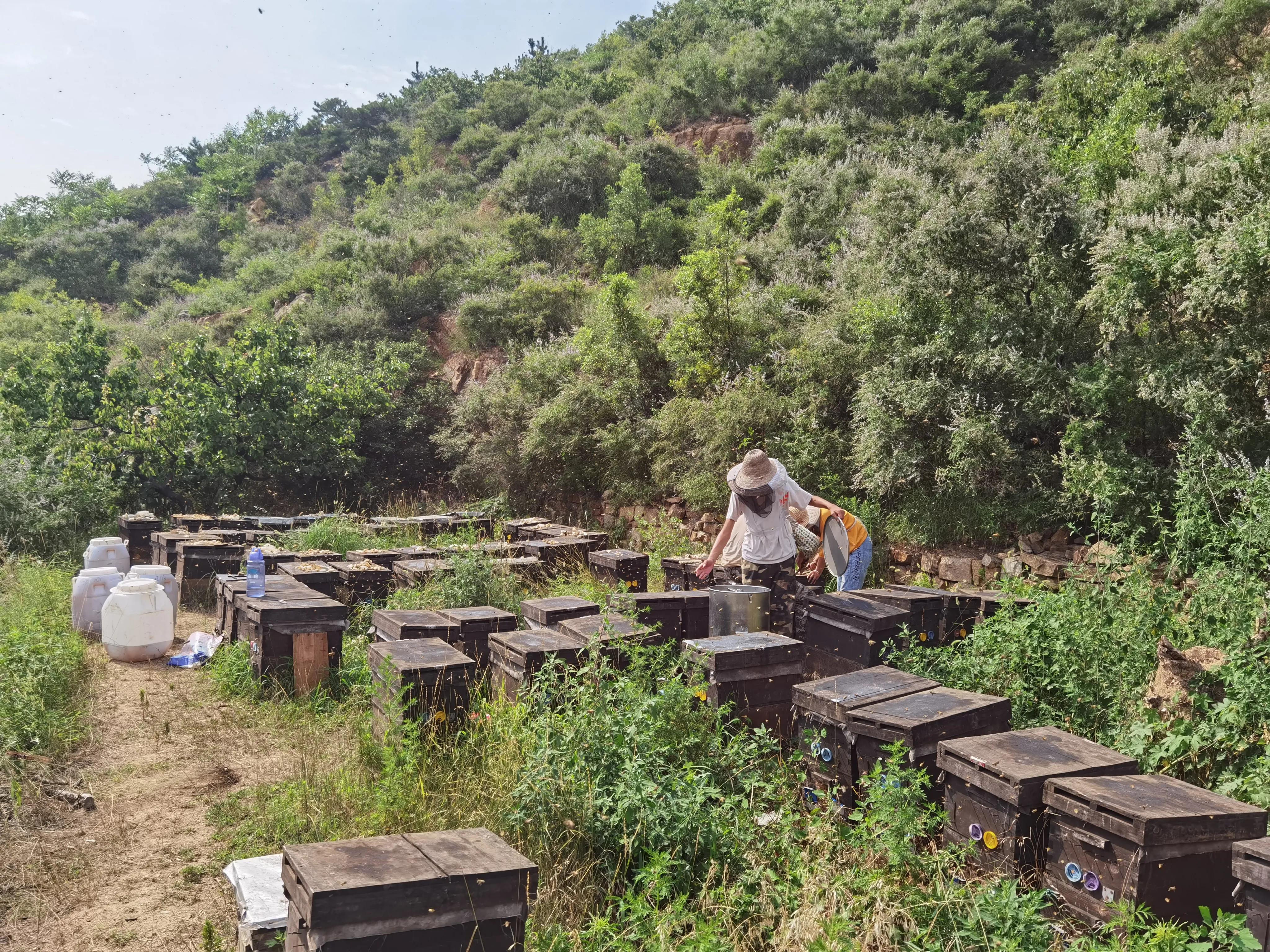 结晶蜂蜜品牌质量排名,捷氏结晶蜂蜜质量怎么样