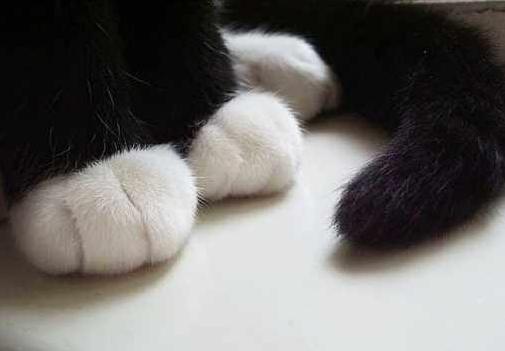 古代各种猫咪的名字只能有两个字,古代的猫的名字到底有多霸气