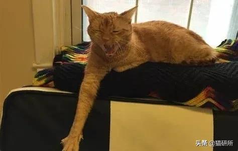 猫咪呼吸麻醉前需要诱导麻醉吗,猫镇静用什么