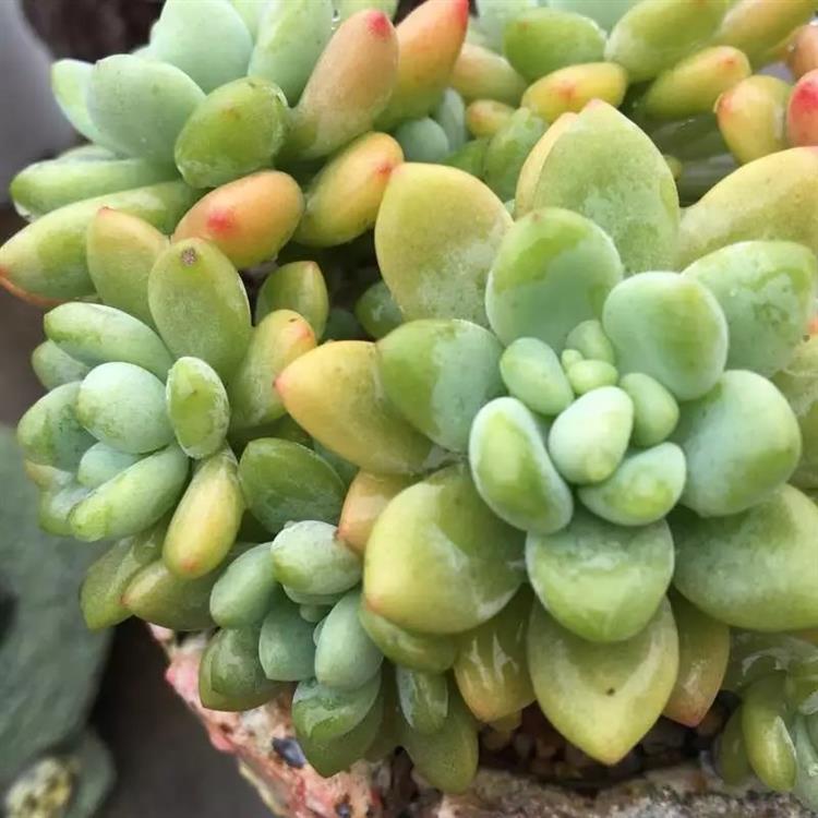 想要多肉长大要怎么做,多肉如何快速爆盆夏天