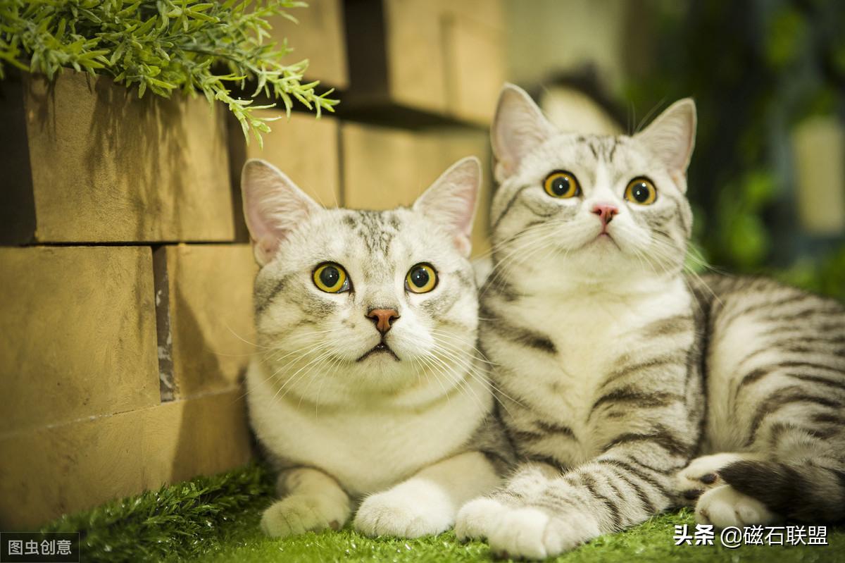 新手养猫怎么给猫咪养成习惯,新手养猫各阶段猫咪该如何喂养