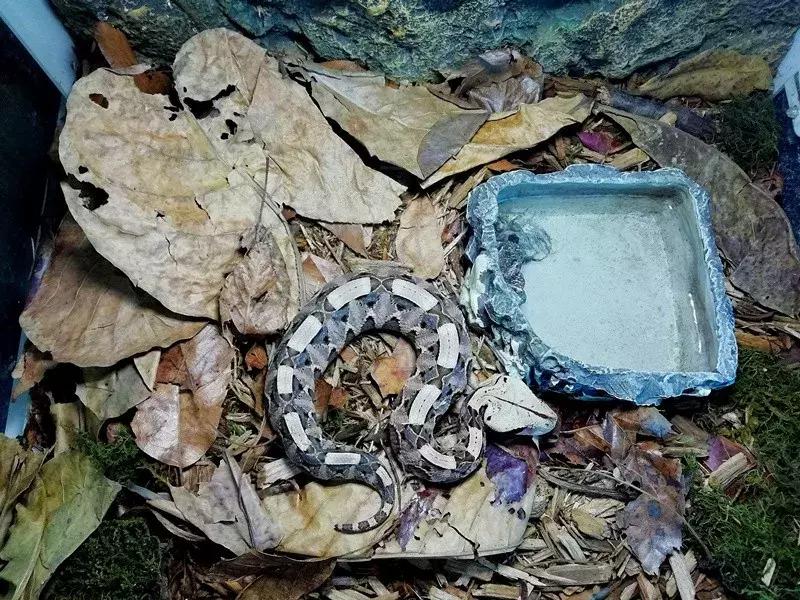 如何让观赏蛇类在人工环境下住得幸福