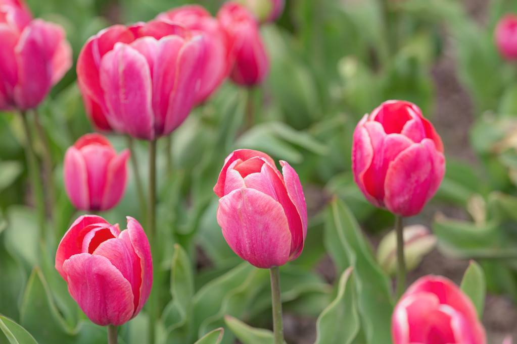 粉色郁金香花语象征与寓意是什么,粉色郁金香花语送女朋友