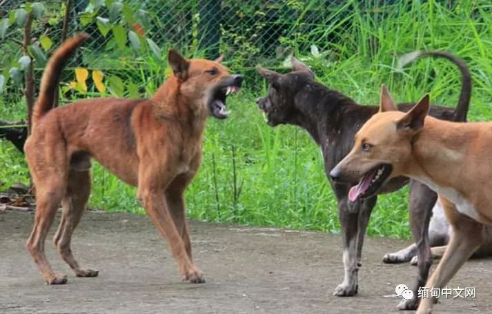 一律毒杀！缅甸小镇，政府下令毒杀流浪狗，中毒流浪狗满嘴血