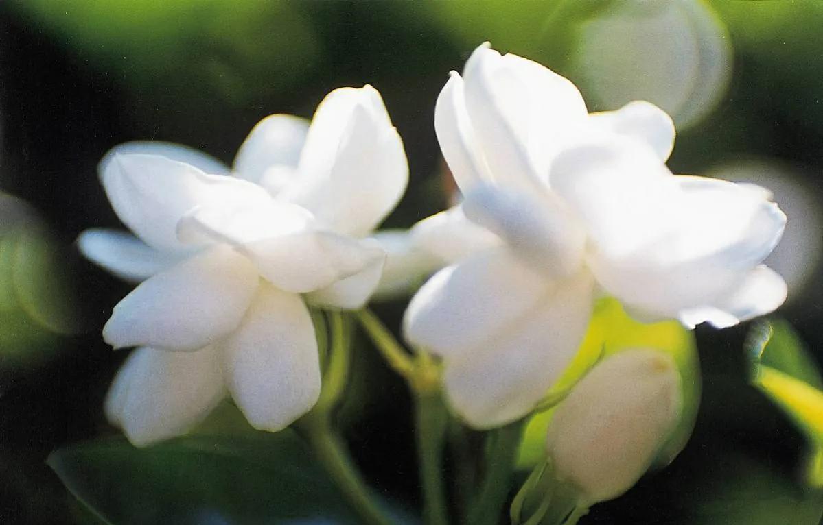 茉莉花干叶了怎么处理,怎样使茉莉花叶绿