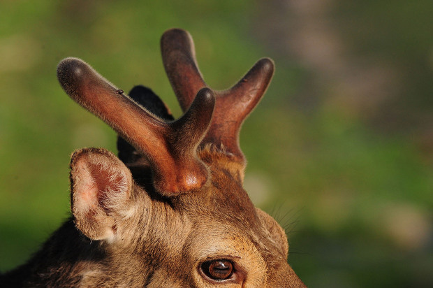 采割鹿茸时鹿会感到疼痛吗,梅花鹿不麻醉割鹿茸痛吗
