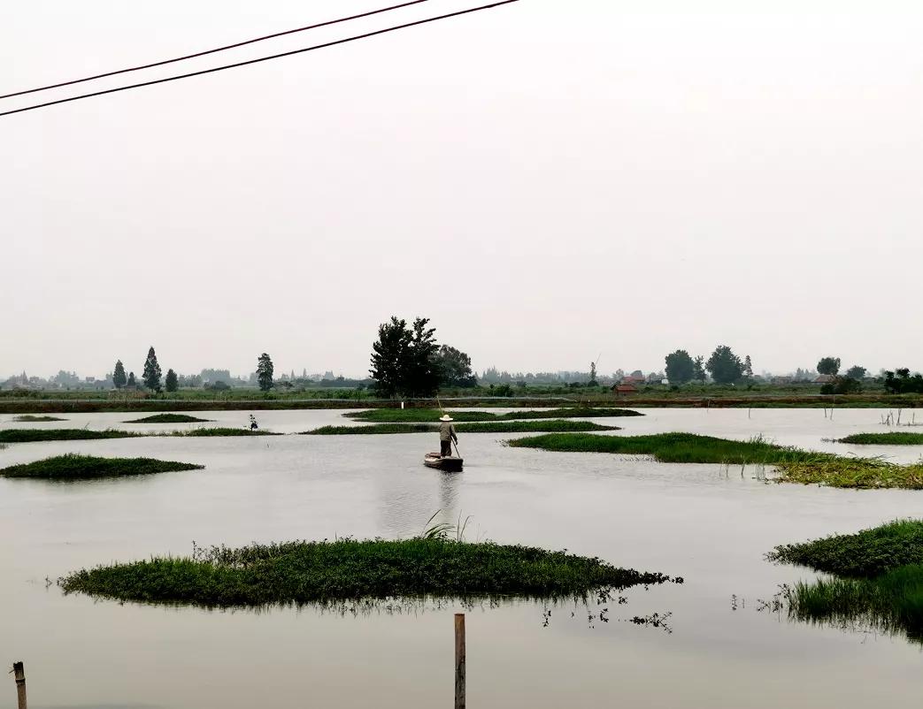 小龙虾市场竞争激烈如何生存,小龙虾产量排名前十