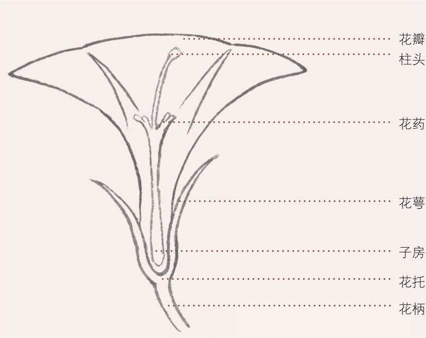 牡丹切瓣花国画画法,国画山茶花花瓣画法