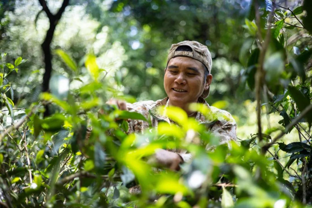 「茗边聚焦七彩云南·庆沣祥系列报道之③」浅谈百山百味