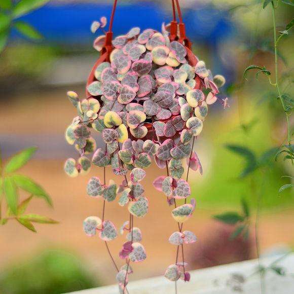 散发清香的易养花卉植物,观叶植物盆栽大全图