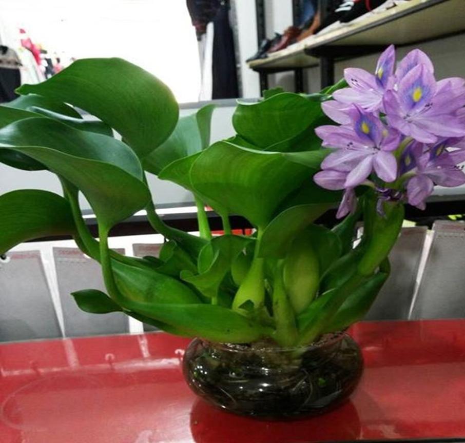 凤眼莲生长在什么环境下最好养,水养观赏小睡莲的技巧