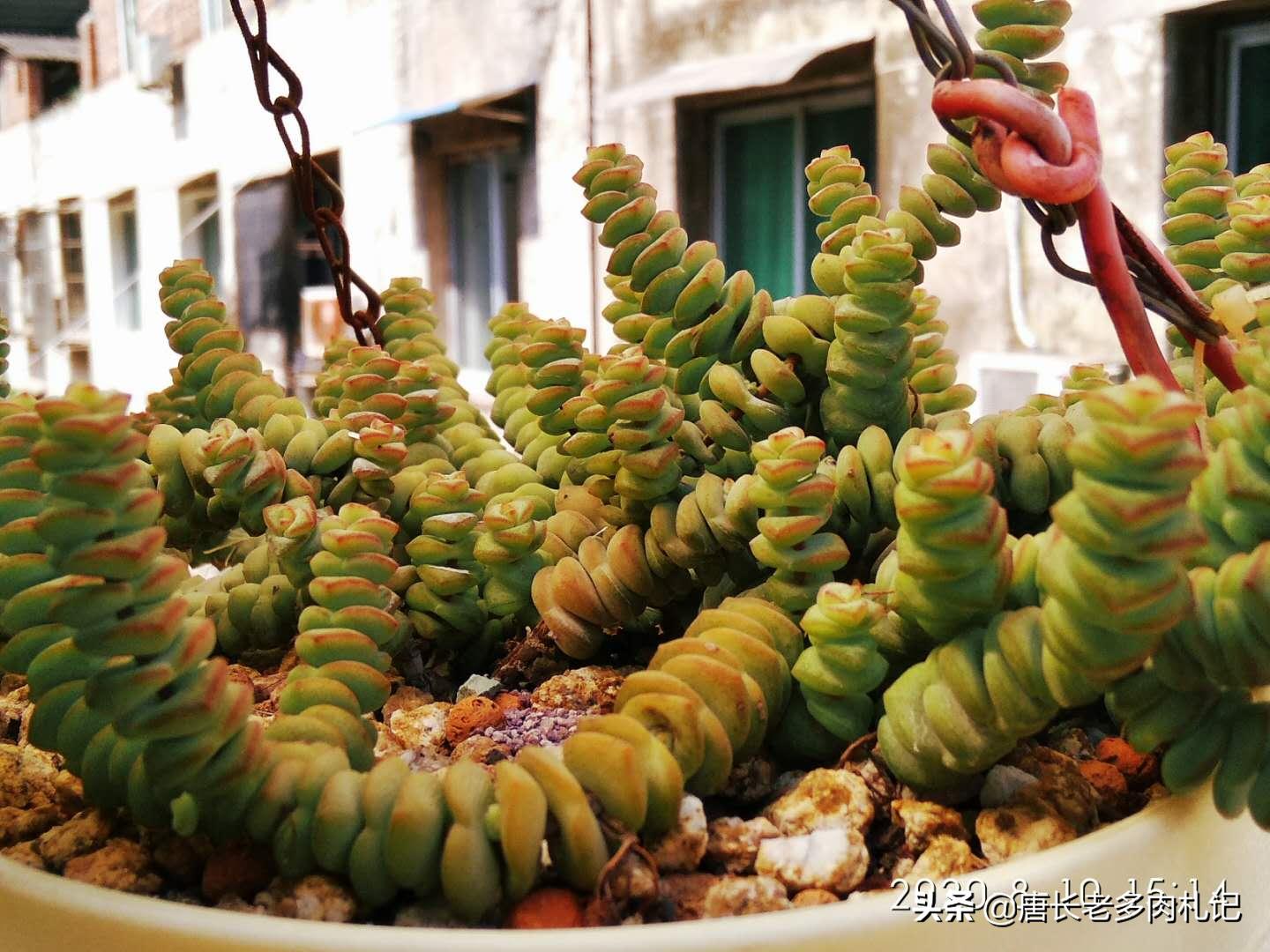 南方夏天闷热多肉,广州潮湿天气多肉怎么养