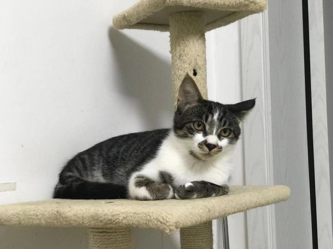 自从接了一只猫回家,突然养猫了很焦虑