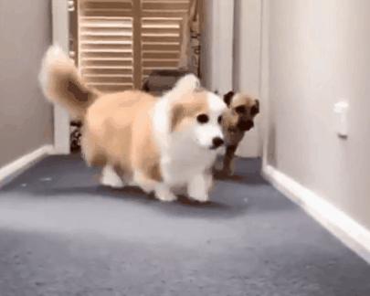 你了解小短腿柯基吗？很多人都对柯基有误解，你可能也中招了