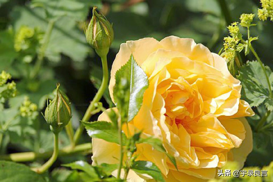 增长人生智慧的经典良言,老一辈人的智慧良言