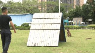 深圳警犬基地可以训犬么,深圳公安警察训练