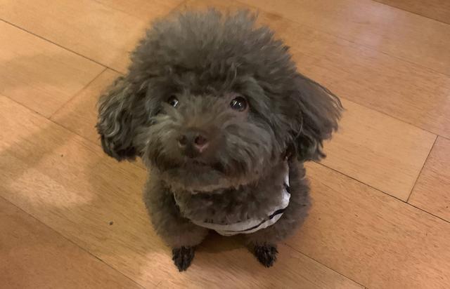 怎样改掉泰迪犬的坏习惯,惩罚泰迪犬5个禁忌绝不能犯