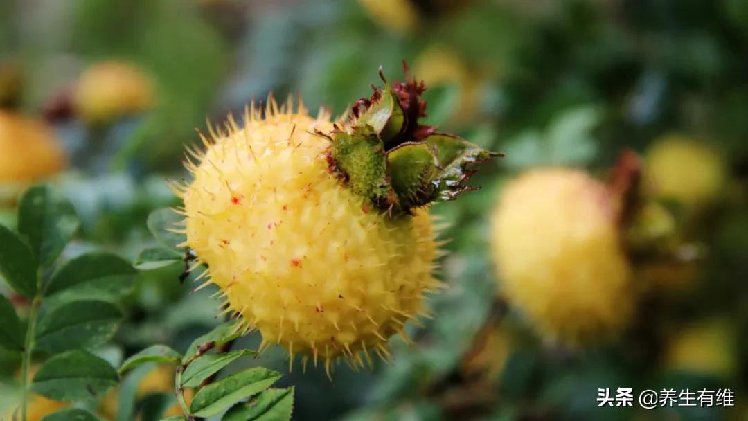 刺梨原汁抗癌效果好吗,刺梨真的能防癌吗