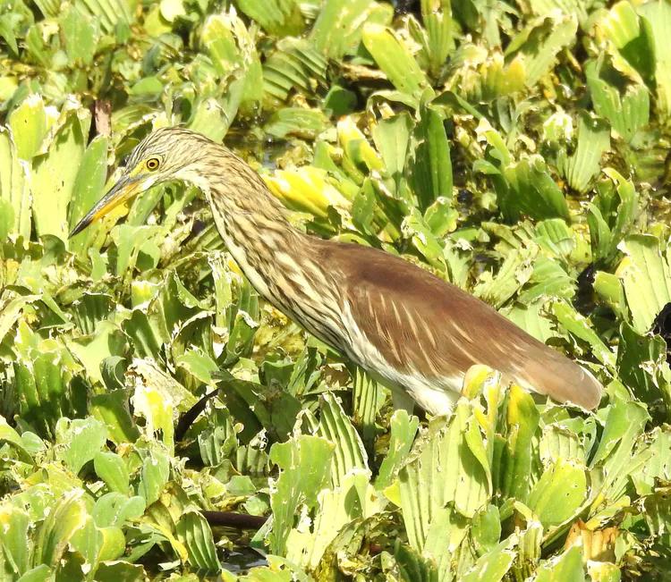 洪湖荷花仙子,洪湖公园蜻蜓