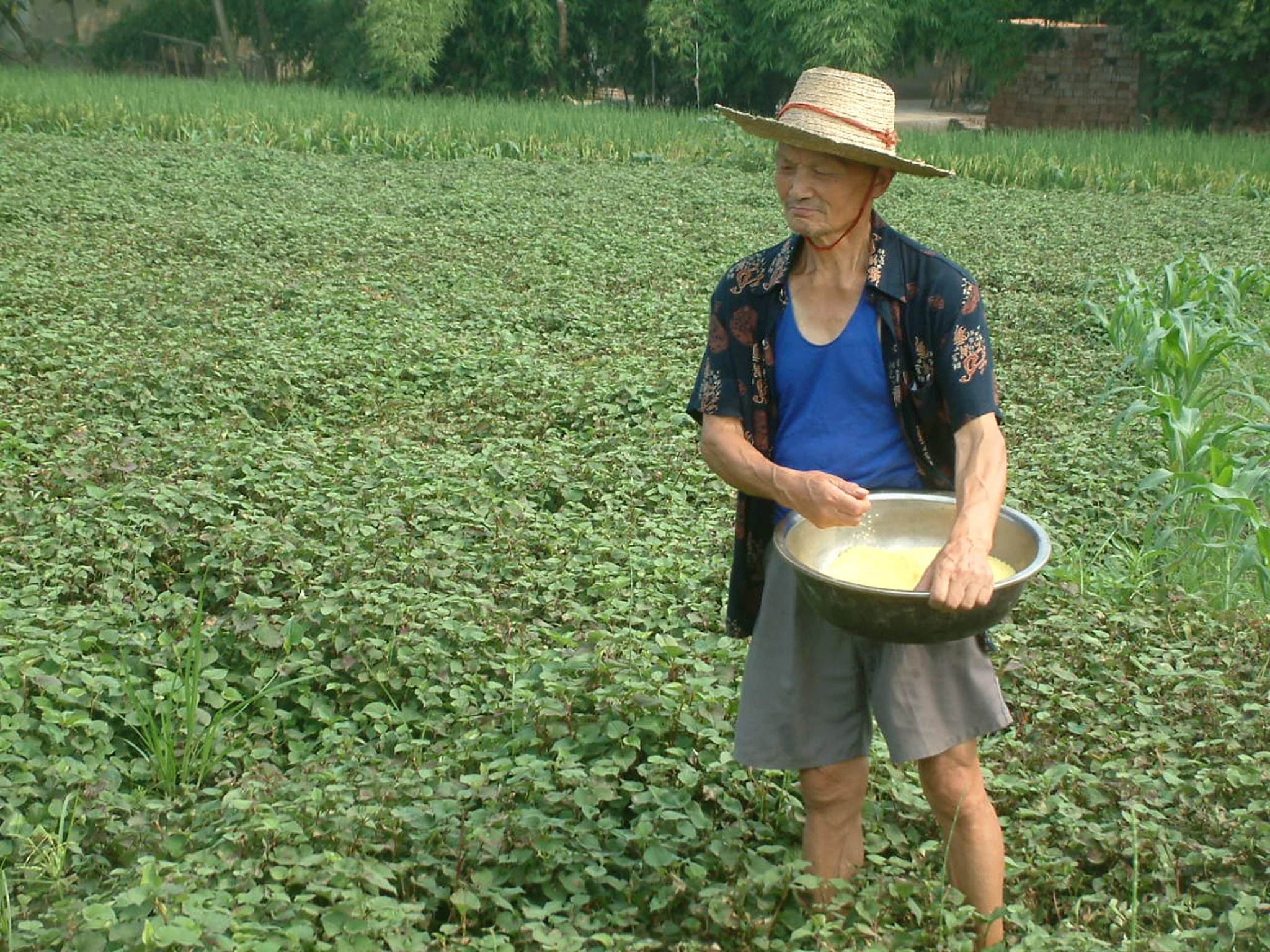 鱼腥草无公害丰产栽培技术,鱼腥草栽培