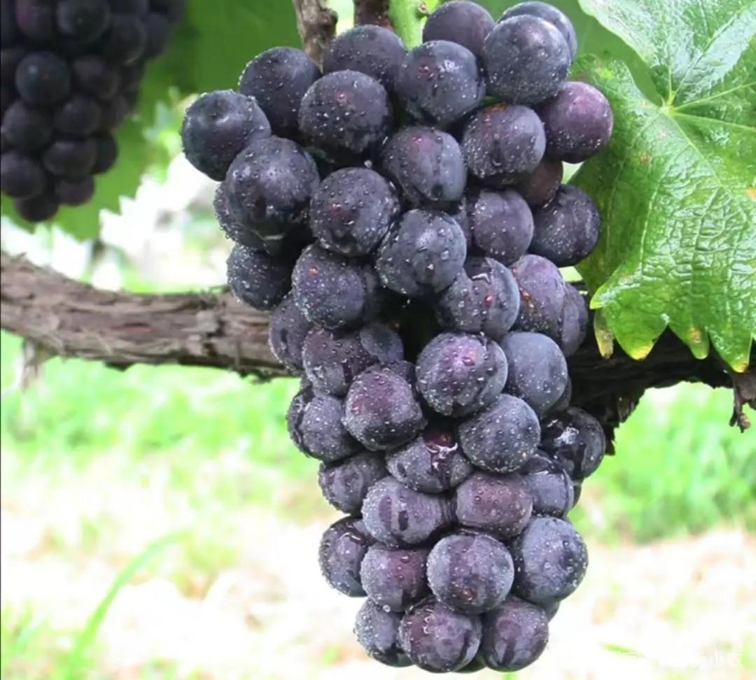 自制葡萄酒的正宗做法,自制葡萄酒需要蒸馏后好喝吗