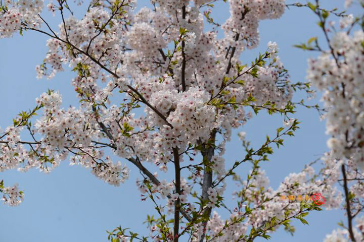 染井吉野是红色还是白色,染井吉野樱花属于早樱还是晚樱