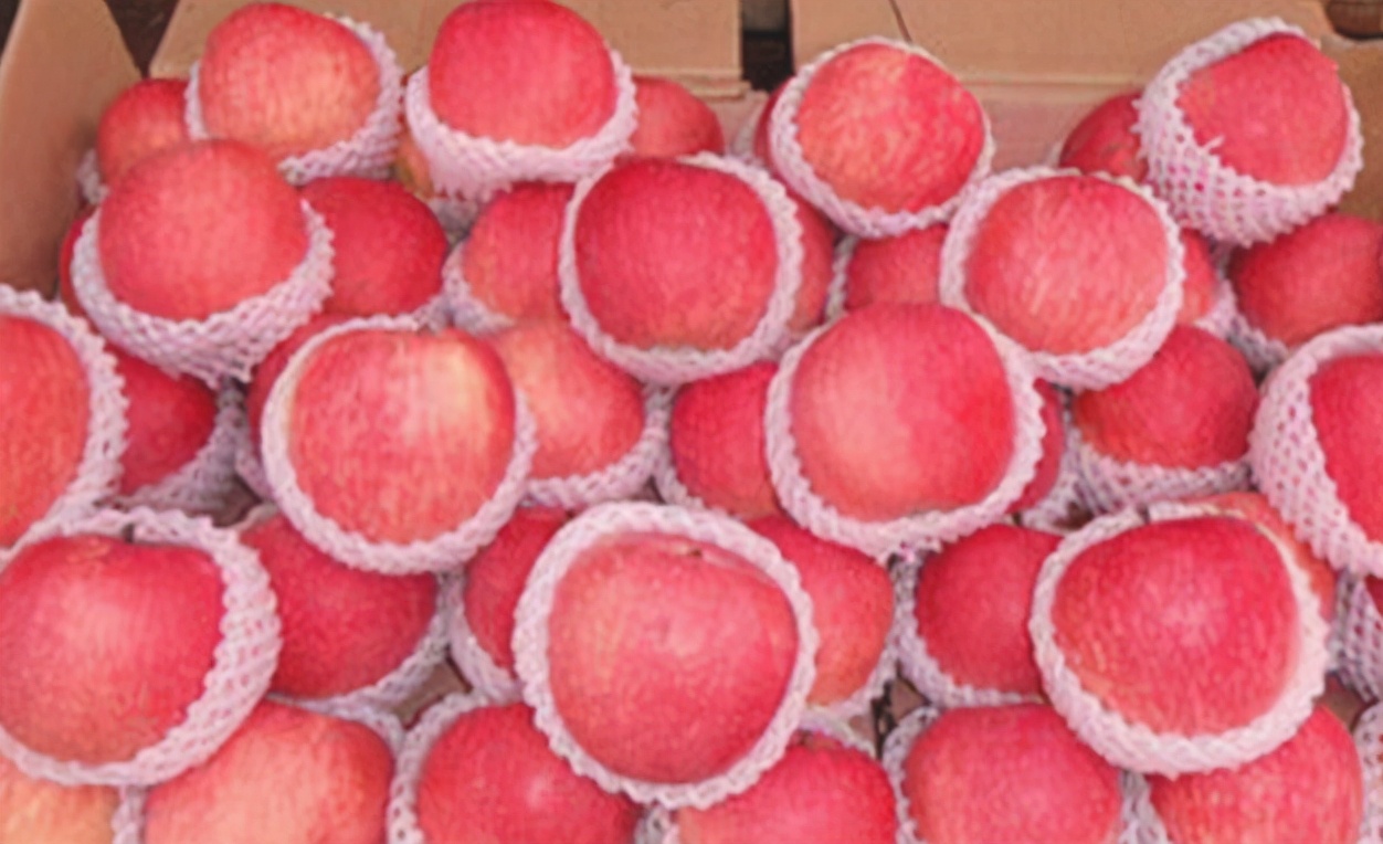 苹果正红景正美!在最甜的时候看最美的运城!