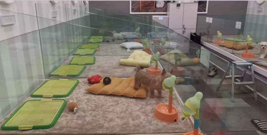 韩国宠物店推荐,韩国宠物店体验