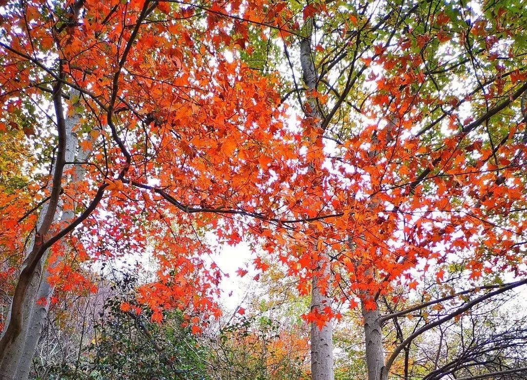 秋天赏枫叶好去处,赏红叶正当时