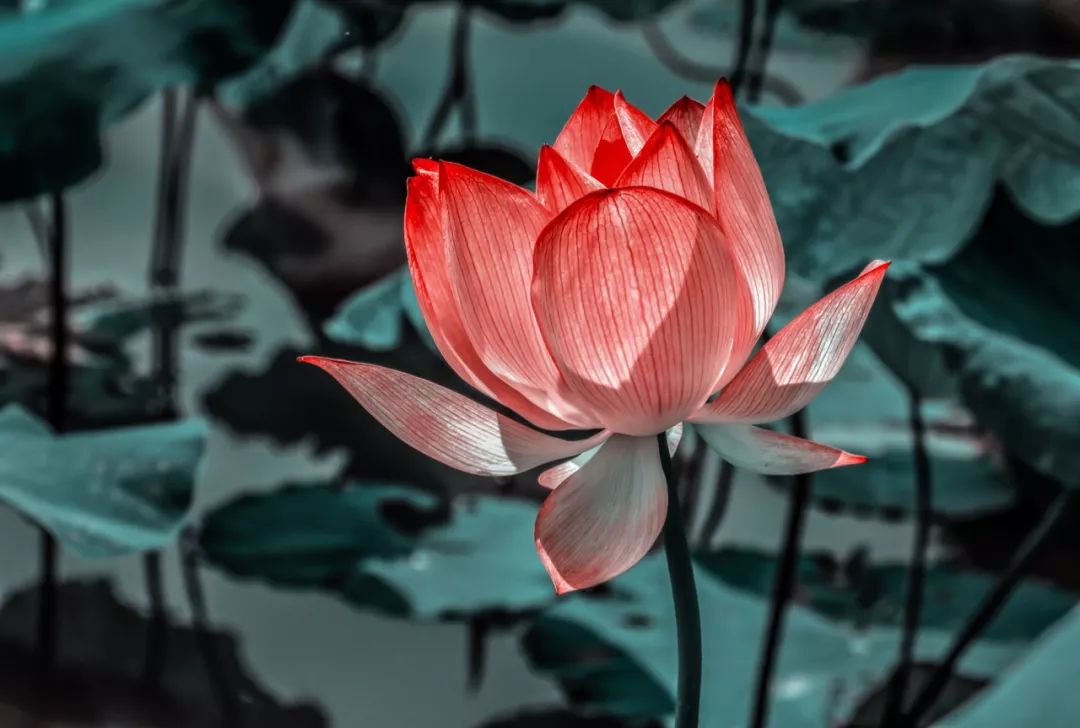 道德经人生成功的七重境界,老子道德经人生三大智慧