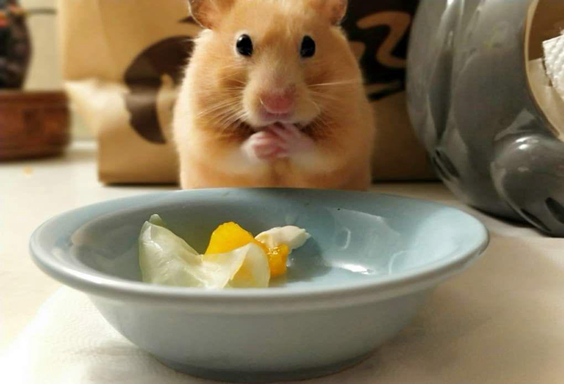 仓鼠怎么养不成肌肉鼠,仓鼠太胖了怎么减肥